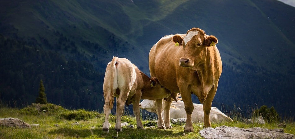 salud y bienestar para los animales