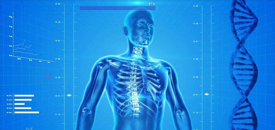 cuerpo humano